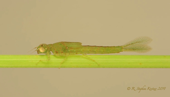 Ischnura ramburii, nymph